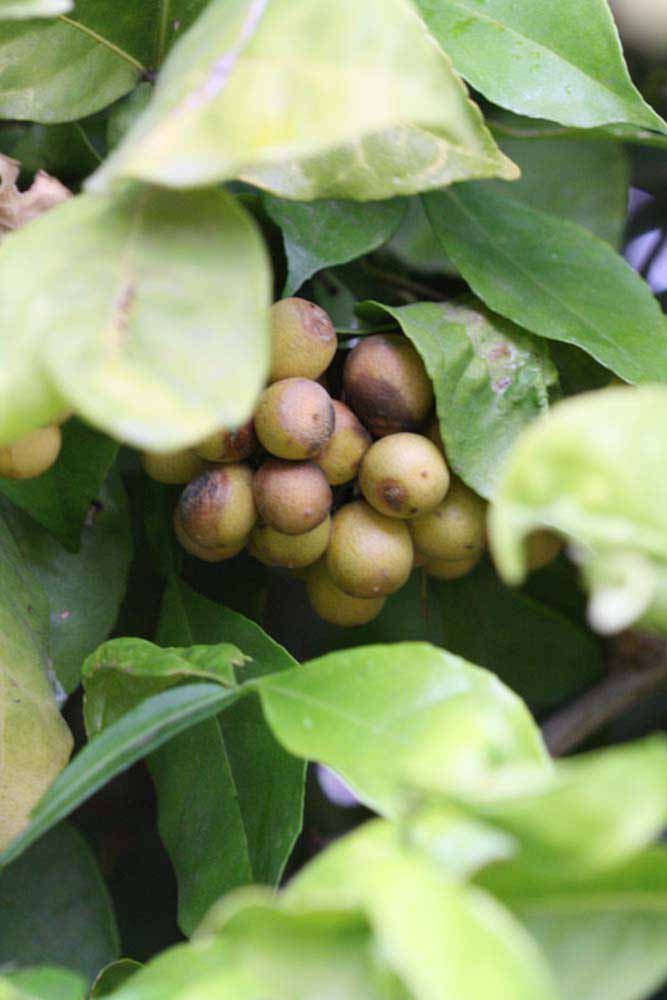              Fruit (Riverside, CA)       